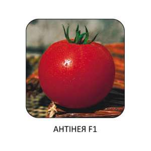 Антінео F1 - томат індетермінатний, 500 насінин, Tezier (Тезіер) Франція фото, цiна